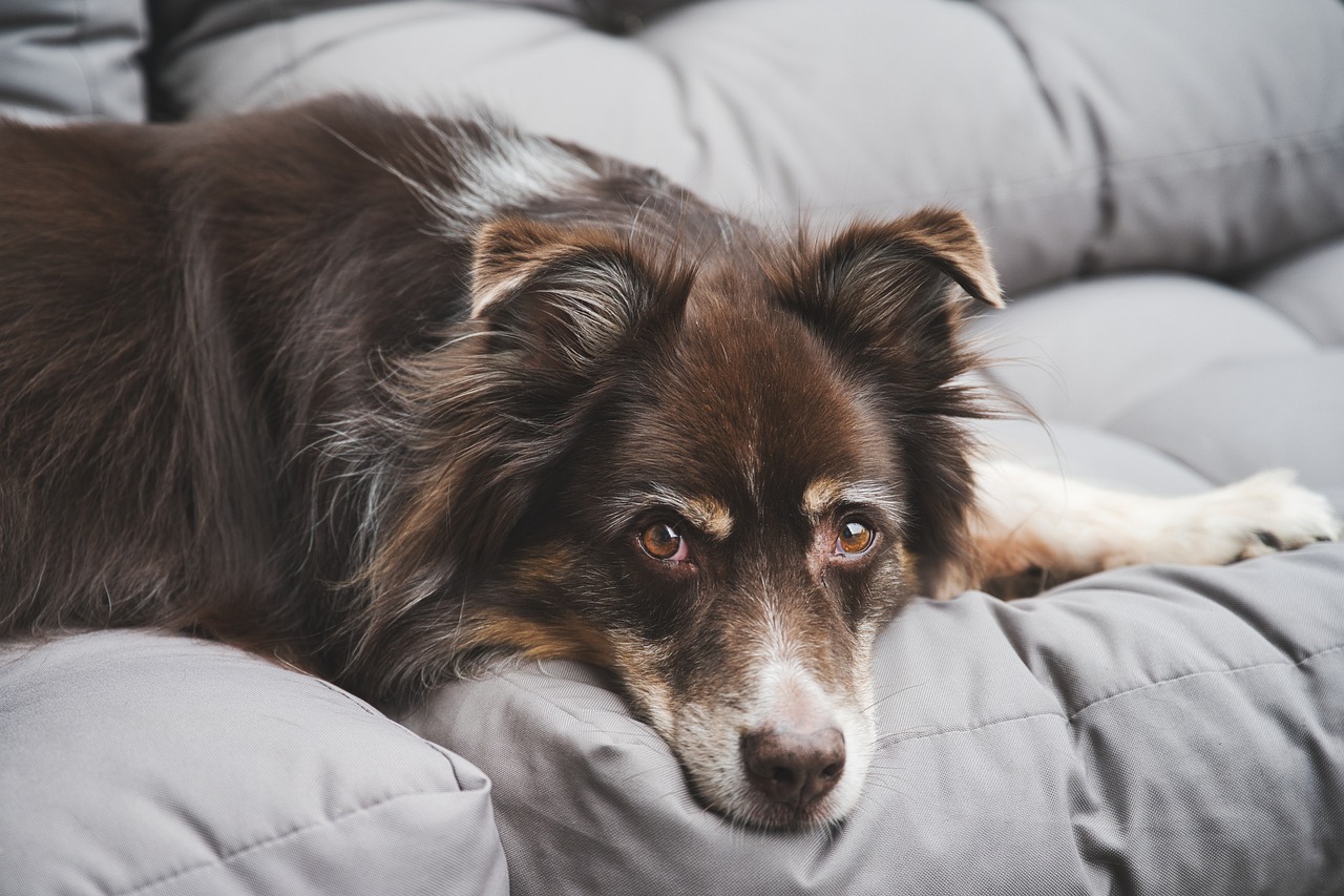 How to Teach Your Dog to Love the Blow Dryer